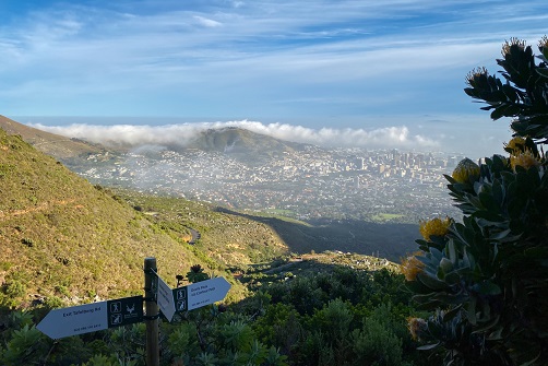 Cape Town, South Africa - November 5, 2019: Scenic view of Cape Town, South Africa from Platteklip Gorge hiking trail at Table Mountain with signpost and yellow protea flower in the morning against blue sky with clouds