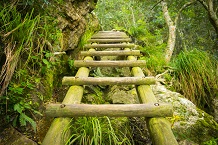 Old wooden step ladder on forest hiking trail